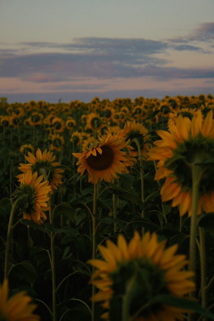Humans are chicken&nbsp;shits.